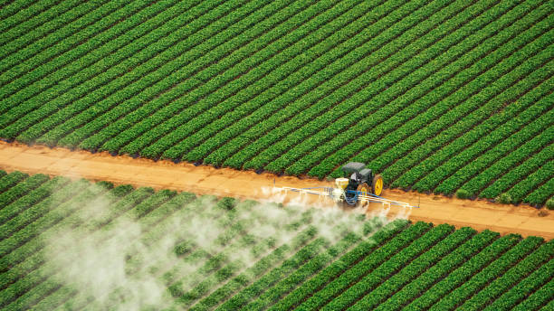 Best Termite Control Services  in Lorena, TX