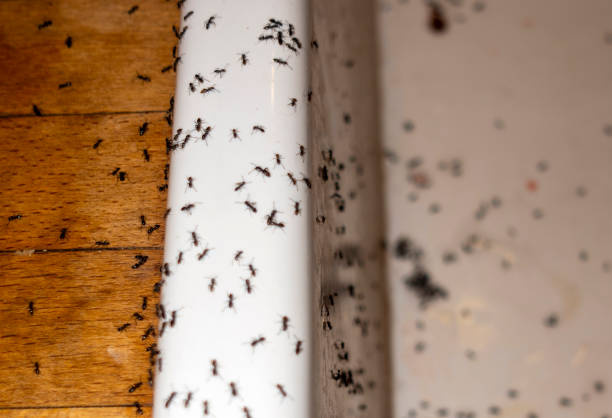 Professional Pest Control in Lorena, TX