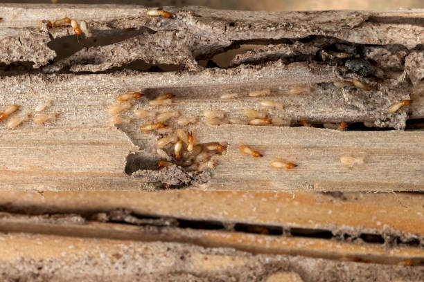 Pest Control Cost in Lorena, TX