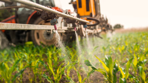 Insect Control in Lorena, TX